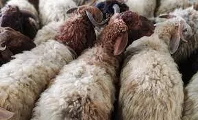 تصميم المذابح للأضاحي